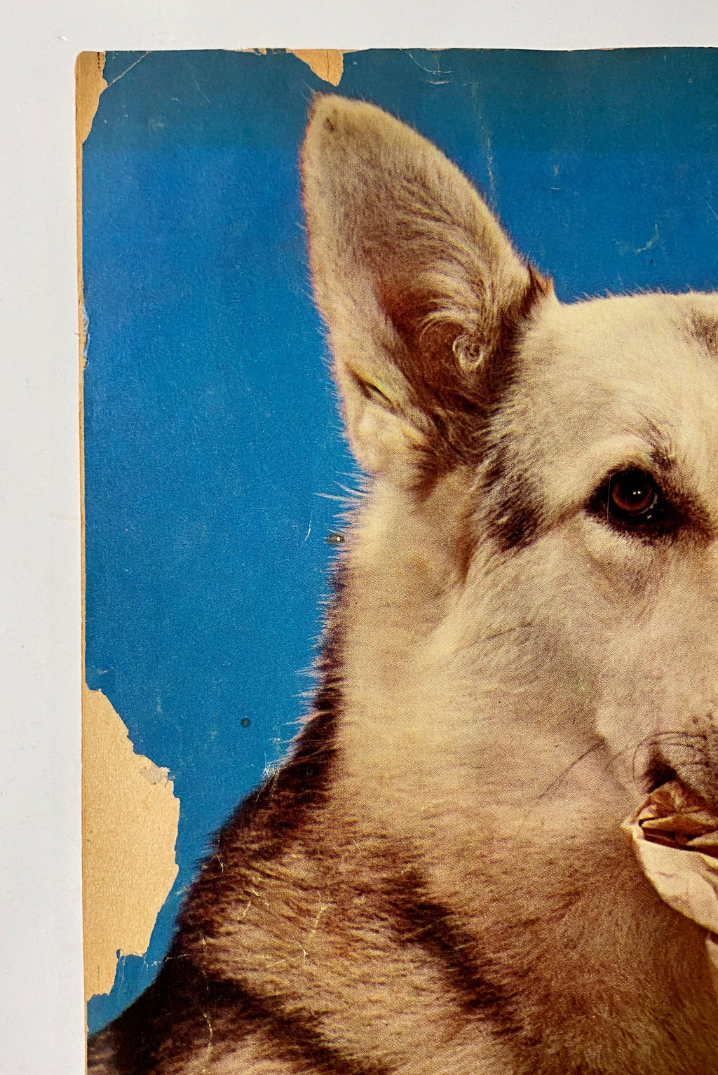 Four Color (1942) #434 Rin Tin Tin #1 Photo Cover Sparky Moore Art TV Show