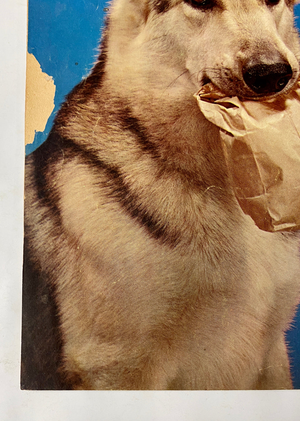 Four Color (1942) #434 Rin Tin Tin #1 Photo Cover Sparky Moore Art TV Show